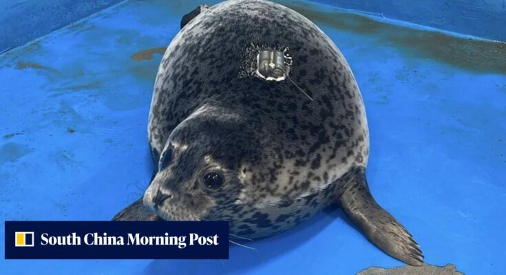 China’s seal touches hearts after swimming 200 kilometers to the island after humans disappeared

 G trends
