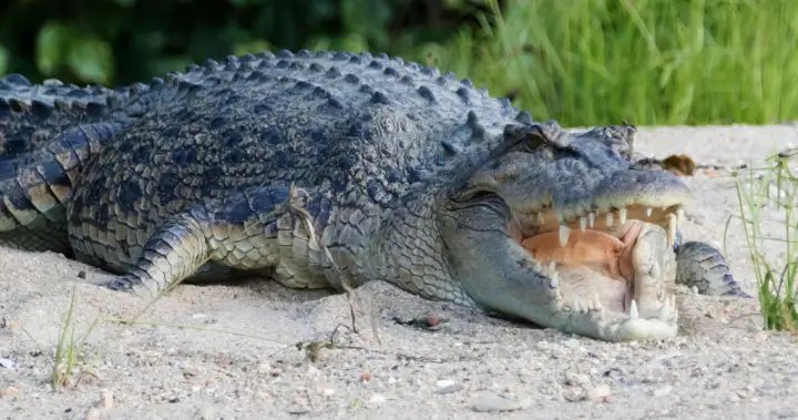 Australia’s crocodile habitat will be the venue for Olympic rowing at the 2032 – National Games

 G trends