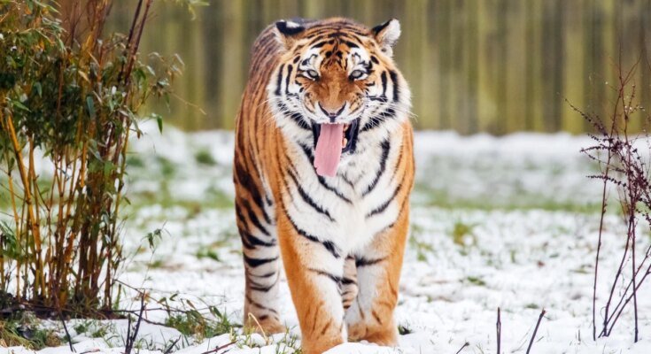 A tiger kills a man who entered the big cat enclosure at a UK wildlife park

 G trends