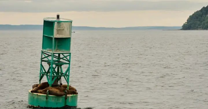 A Canadian buoy was found on the shore of the Irish island after a voyage across the Atlantic Ocean – National

 G trends